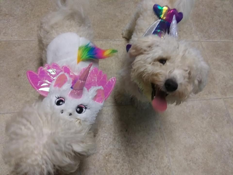 amberleaton's tweet photo. I swear I can take fifty pictures of the dogs and not once will they all be in focus or looking at the camera. Anyway ... I may have found them some Halloween costumes. https://t.co/ilOKA0inXj
