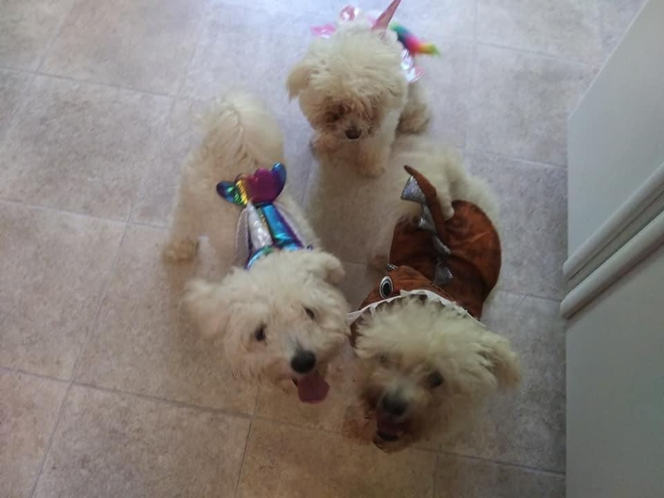 amberleaton's tweet photo. I swear I can take fifty pictures of the dogs and not once will they all be in focus or looking at the camera. Anyway ... I may have found them some Halloween costumes. https://t.co/ilOKA0inXj