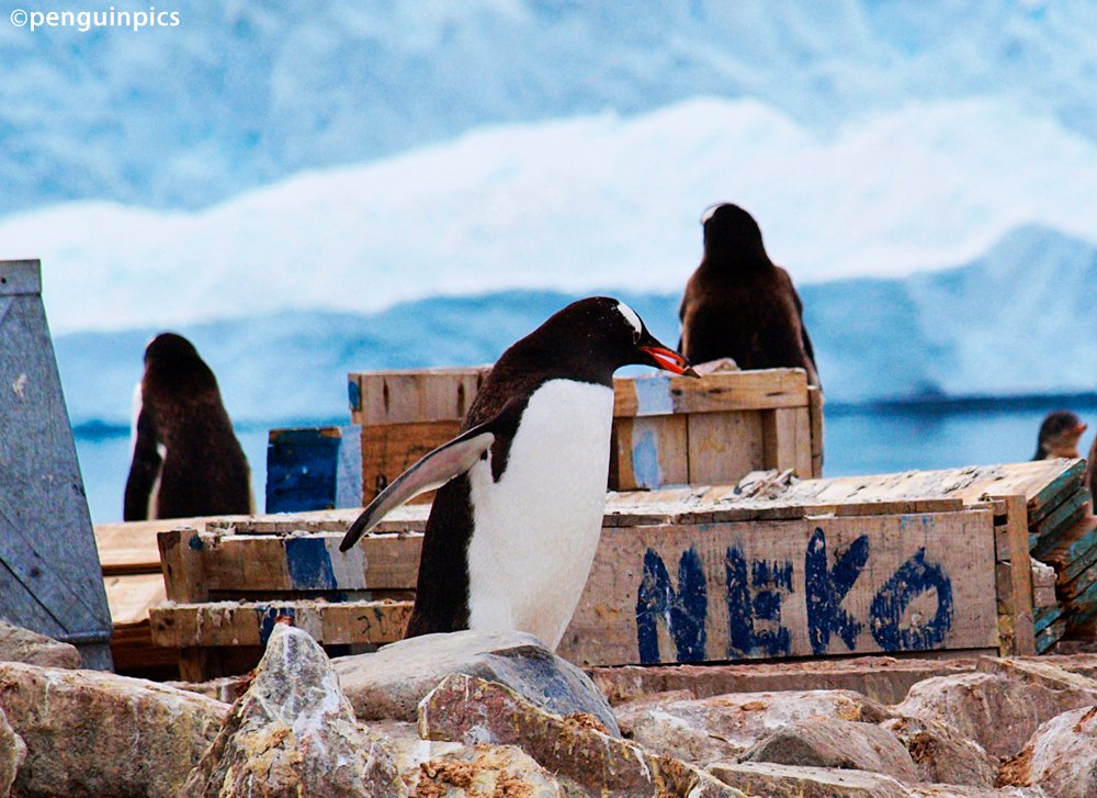 penguinpics's tweet photo. TODAY'S PENGUIN PIC: Neko Harbour #Antarctica https://t.co/f2cJiDyfhM
