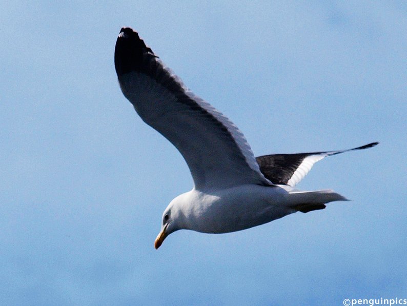 penguinpics's tweet photo. TODAY'S PIC 2: Black browed Albatross #Antarctica https://t.co/eazz6IhHei