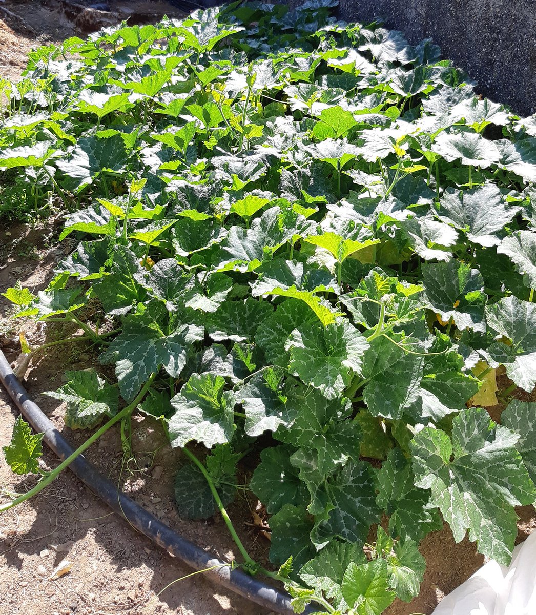 puertoen's tweet photo. En el #diamundialdelaagricultura 🚜, felicitar 👏🎉 a tod@s los agricultores👨‍🌾 y agricultoras👩‍🌾 que se desviven día a día por el campo.

Qué este día, y todos los del año, nos traigan buenas cosechas🍎🍌🍍.

Salud y suerte!!!

Ah no me quiero olvidar de @agropopular por su labor. https://t.co/h2o1E8puxJ