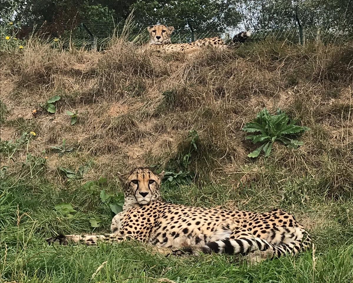 #BCSDidYouKnow male #cheetah siblings can remain together for their whole lives, forming a group known as a coalition? In the wild, coalitions increase hunting success. Here are our inseparable cheetah #brothers Martin & Keene (can you spot them both?) 💛 #CatFactMonday