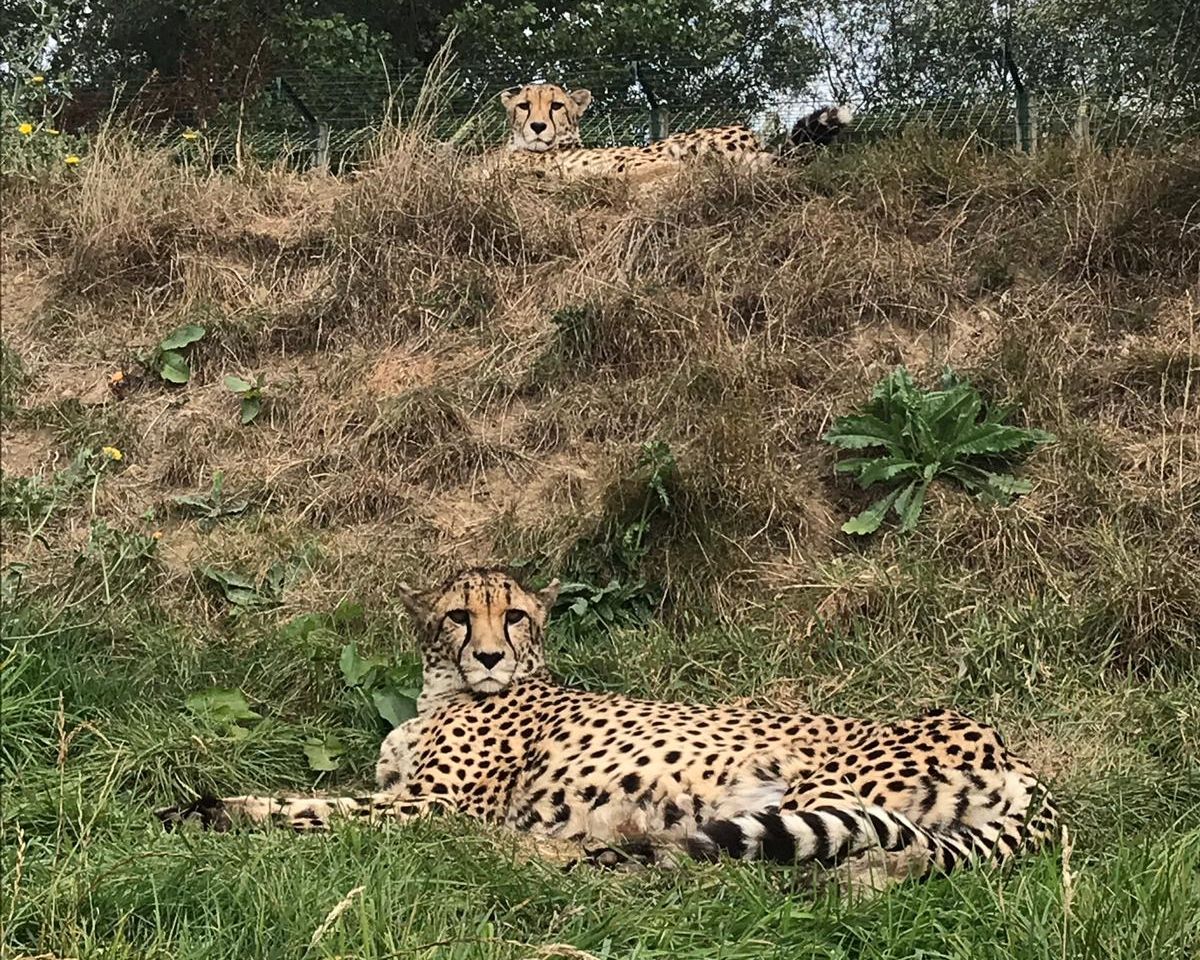 TheBigCatSanct's tweet photo. #BCSDidYouKnow male #cheetah siblings can remain together for their whole lives, forming a group known as a coalition? In the wild, coalitions increase hunting success. Here are our inseparable cheetah #brothers Martin & Keene (can you spot them both?) ๐ #CatFactMonday https://t.co/HIJfBy5yTD