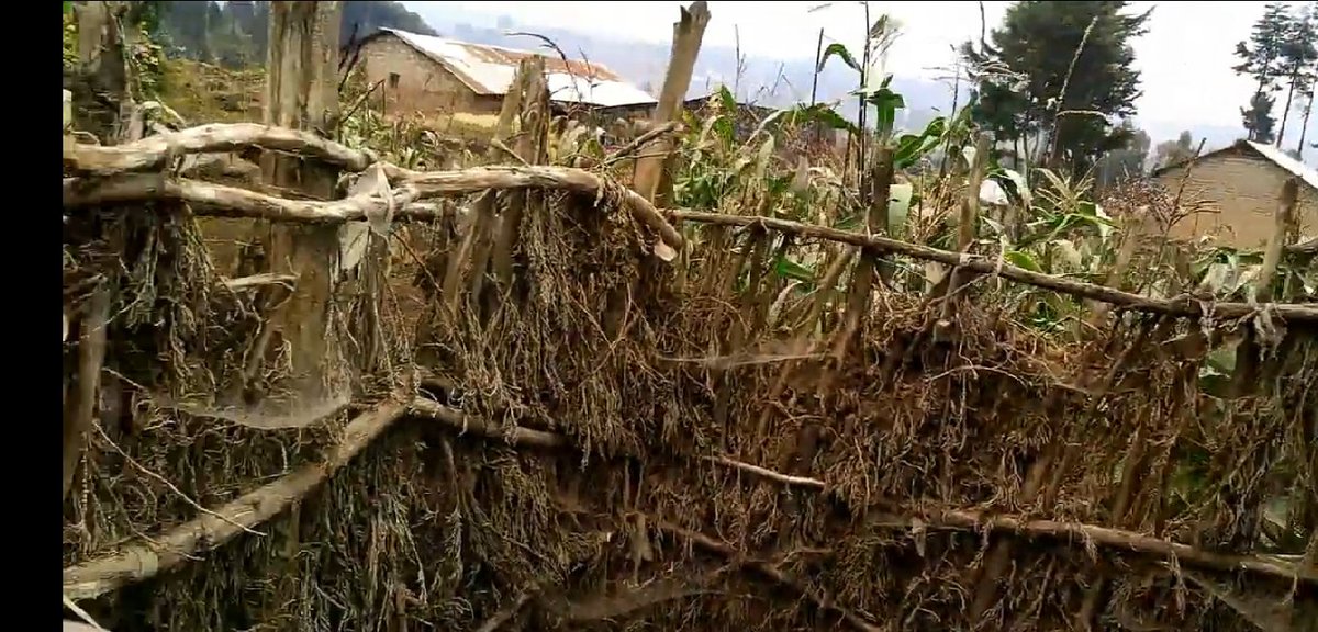 @NyabihuDistrict bamwe mu batuye mu kagali ka Basumba mu Murenge wa # ...