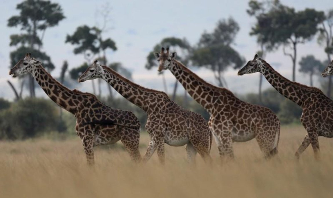 #ICYMI As we finalise the meeting documents for upload on CITES.org it's a good moment to recall key outcomes also with news stories featuring #CITESCoP18 decisions. Trade in #giraffes to be regulated for first time: #CITES bit.do/e76Lb via @Reuters