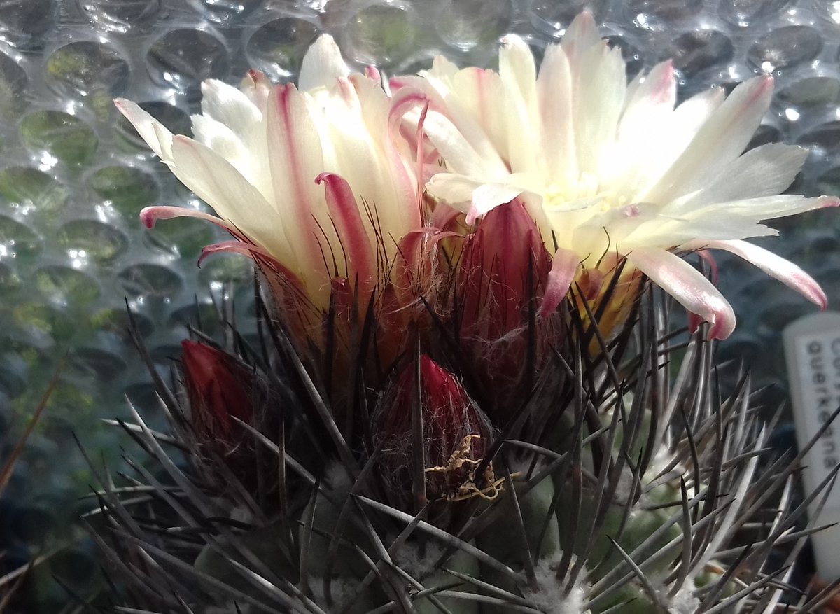 Sussexcactisuc1's tweet photo. Join us tonight (9th Sept) at Littlehampton @CactusSucculent Branch to hear about Eriosyce from Graham Evans. St Joseph's Church Hall, Rustington BN16 3BE from 7.30. Refreshments and plant sales too! #sussexcactisucculents #sussex #bcss #cactusclub #eriosyce #rustington #cacti https://t.co/CydevsYZ7O
