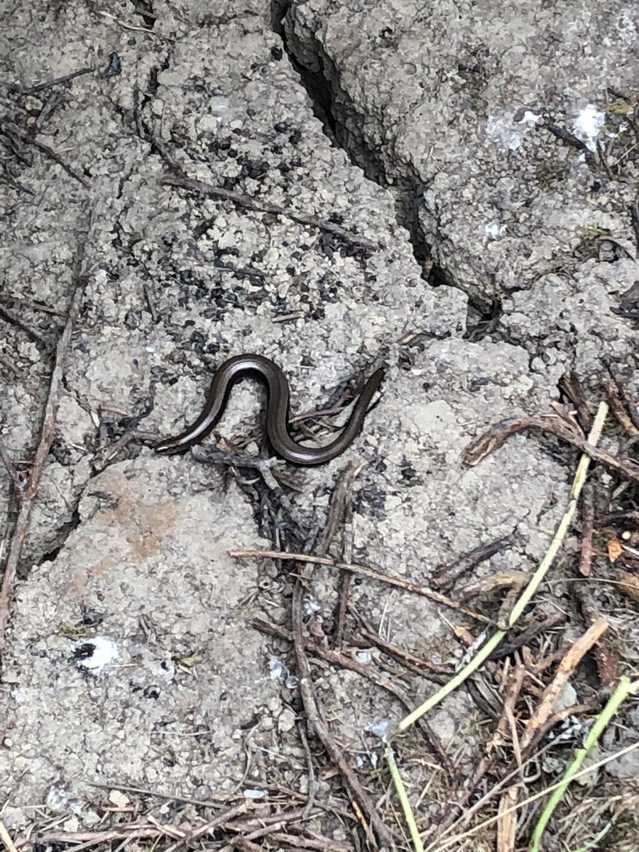 Truly wonderful time last week with @RoyalSocBio visiting @KneppSafaris and learning about Knepp’s approach to conservation. Particularly loved seeing the grass snakes and slow worms!