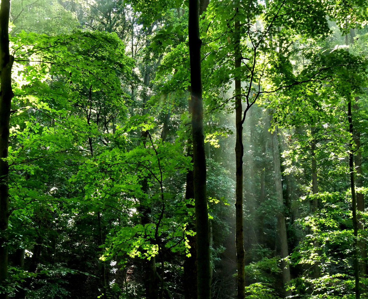 Andi Ferguson (@andiferguson1) on Twitter photo Photo of the day. #BrownCounty trees have gone over to the dark side.
PS. Thanks to <a href="/SycLandTrust/">Sycamore Land Trust</a>'s #DowneyHillPreserve for the photo ops. Photo of the day. #BrownCounty trees have gone over to the dark side.
PS. Thanks to <a href="/SycLandTrust/">Sycamore Land Trust</a>'s #DowneyHillPreserve for the photo ops.