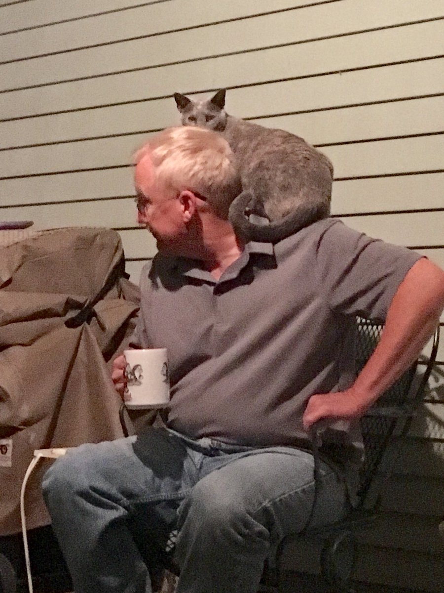 CrittersofH's tweet photo. Sweetie Pie says: The male human does not understand! He can consume coffee elsewhere! He is in my chair, therefore he is my perch! #CatsOfTwitter #coffee #cats @DinahLewisTayl1 #outdoorcats #catshenanigans #meow #parrotkitty https://t.co/QDbJolBzDj