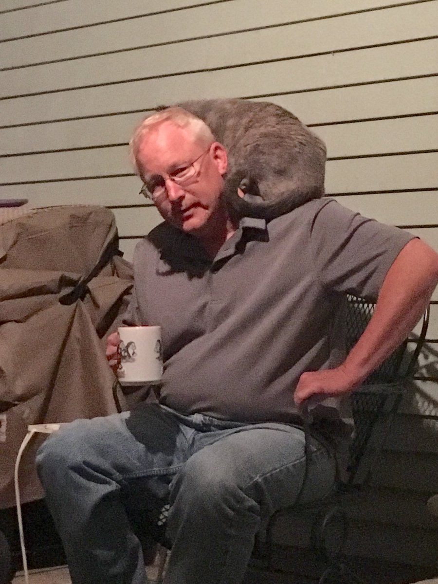 CrittersofH's tweet photo. Sweetie Pie says: The male human does not understand! He can consume coffee elsewhere! He is in my chair, therefore he is my perch! #CatsOfTwitter #coffee #cats @DinahLewisTayl1 #outdoorcats #catshenanigans #meow #parrotkitty https://t.co/QDbJolBzDj