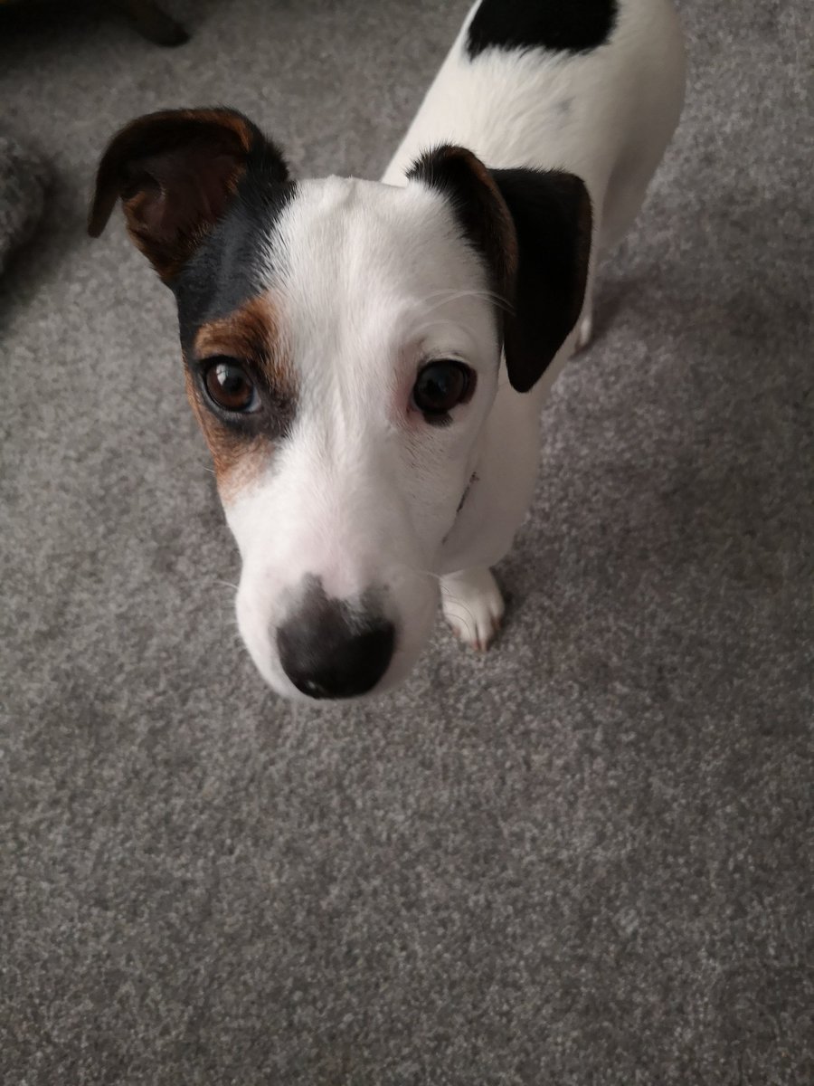 nellie_bligh's tweet image. Today this little bandit is poisoning the air. #fartmachine