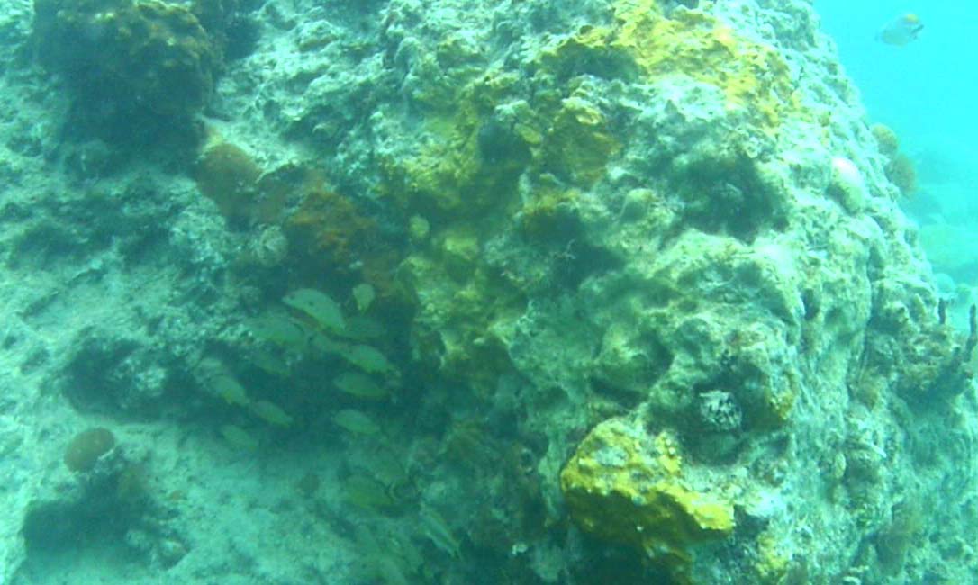 aucmed's tweet photo. Under the sea 🌊⚓🌊 Snorkeling at Creole Rock, St. Martin.⁣
⁣
(Photo credit: Emily Ostrander, Student Experience Ambassador)⁣
⁣
#AUCmed #CreoleRock #StMartin https://t.co/mA90l99FRw
