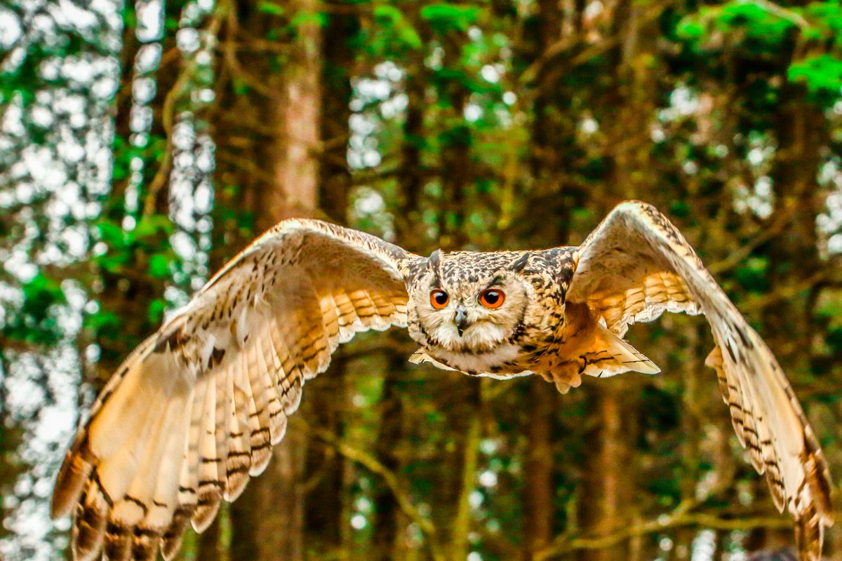 Twitter 上的 Tsubasa Wingphoto 初登場のミミズクさんです 頭に羽角 うかく と呼ばれる飾り羽がある個体を ミミズク ないものを フクロウ と呼ぶらしいです ミミズク フクロウ 写真で伝えたい私の世界 ファインダー越しの私の世界 キリトリセカイ