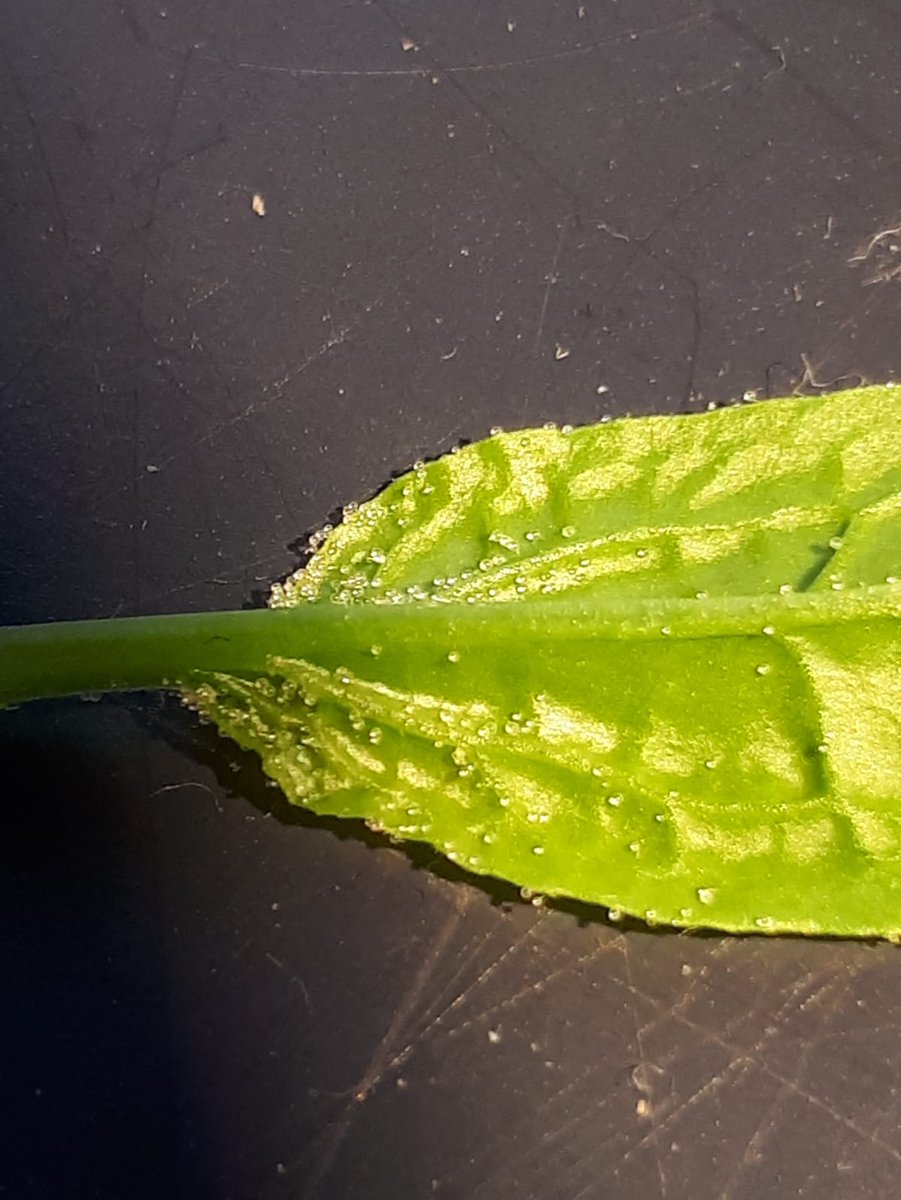 Woolly_Thyme's tweet photo. #Phytopathology tweeps, we found these structures on some #spinach leaves on the abaxial vascular tissue. Any clue what it could be? @michelmorelab @guidopmi? 🤔 https://t.co/8I0l5zPJhl