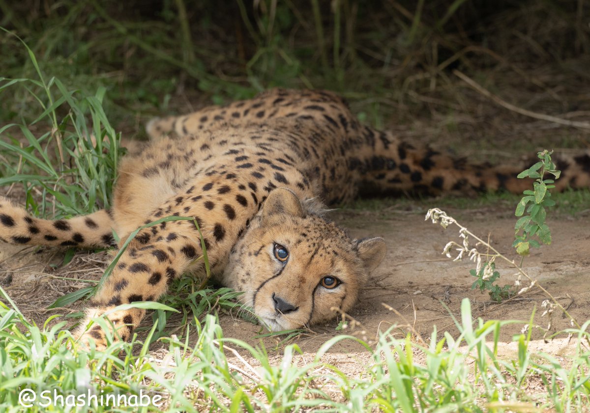 ট ইট র 写真なべべ はあああああかわいいかわいいかわいいかわいいかわいい チーター Cheetah 九十九島動植物園 森きらら 写真好きな人と繋がりたい 19 09 08