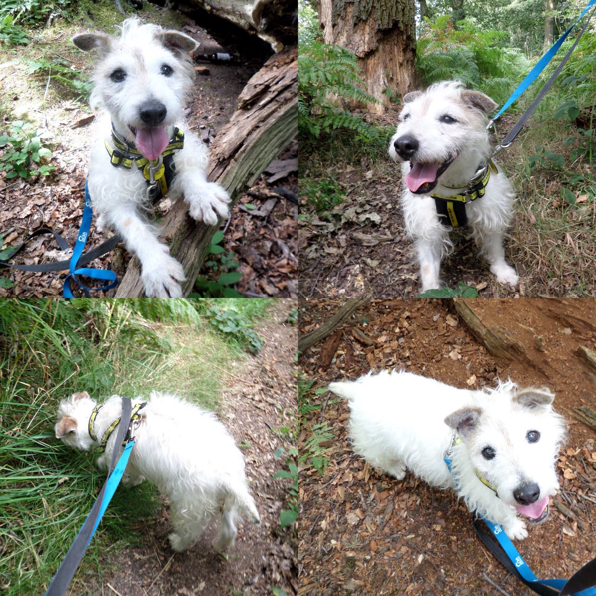 DT_Shrewsbury's tweet photo. Henry had the best adventure recently at Haughmond Hill. This little guy may be advancing in years but heโs full of energy so would like an active home please where he can be the only pet ๐ https://t.co/IHjLLMwCqf ๐#dogstrust #terriertime https://t.co/jcpVZbmeMW