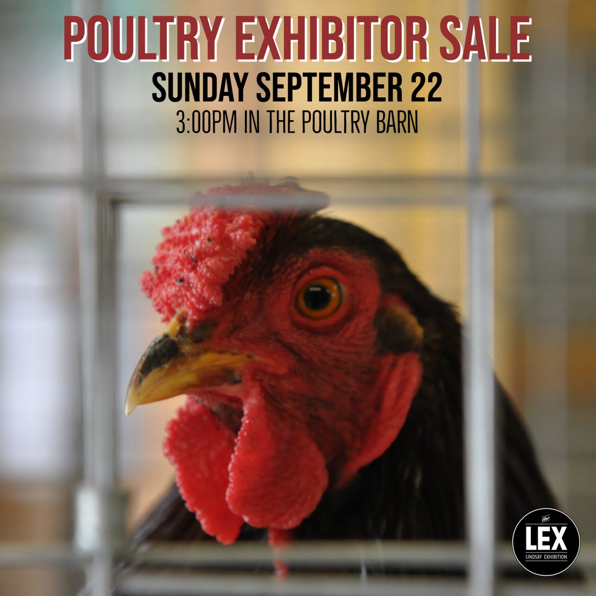 Lindsayex On Twitter Join Us For The Inaugural Poultry Exhibitor