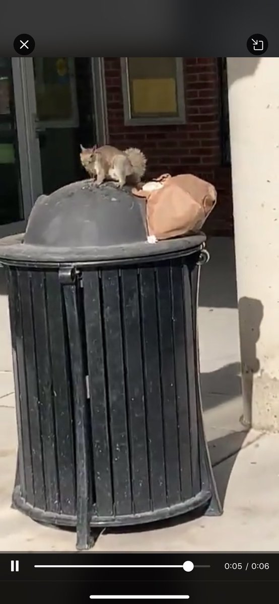 Rt for healthy squirrel, fav for trash squirrel