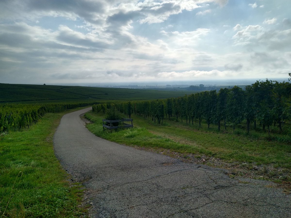 geekgirl_jt's tweet photo. Beautiful day in the Alsace for riding. The Vosges mountains, the gorgeous vineyards and the rolling hills. Days like this I love my job! 🚴♀️😁 #activeTravel #cycling #tripLeader #Alsace https://t.co/Xdv8yod6p4