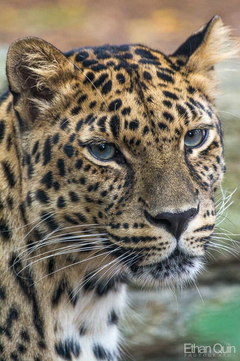 EthanQuin's tweet photo. Check out my series CLOSEUP: The Philadelphia Zoo: https://t.co/tRhLT0gPp6 

@phillyzoo @NikonUSA 
#philadelphiazoo #phillyzoo #MondayMotivaton #nikon #ethanquinphotography https://t.co/vXr71WNxir