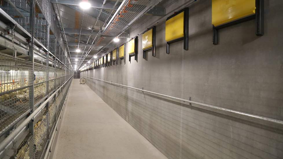 Tulderhof's tweet photo. #Flash3300 and #blackout roof windows for 3 new barns with 55.000 pullets in the Netherlands. 
With the black out roof they are able to respond to the 3% #daylight standard for the KAT requirement and the Dutch “BeterLeven” label.
The inlets will provide the hens with fresh air. https://t.co/5nOkPkQL9J