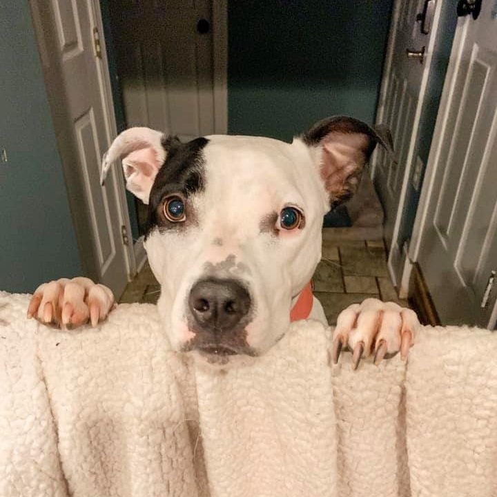 Meet our adorable adoptable pets and fill out an application today to make one of our rescued animals a part of your family!🐾novapetsalive.org/adopt❤️ #adoptdontshop #rescues #dogs #cats