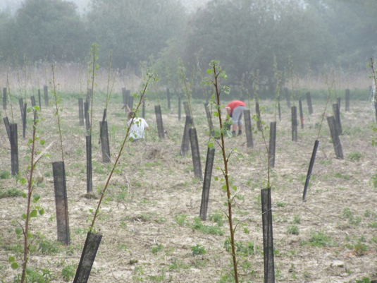 suscrop's tweet photo. #NETFIB researches the potential of nettle - whose uses as a fibre crop have been gaining market interest - grown in coppice systems on land that is unsuitable for food production, providing extended productivity, land rehabilitation & ecological benefits.
#SusCrop https://t.co/nwXgxc2yE8
