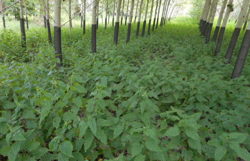 suscrop's tweet photo. #NETFIB researches the potential of nettle - whose uses as a fibre crop have been gaining market interest - grown in coppice systems on land that is unsuitable for food production, providing extended productivity, land rehabilitation & ecological benefits.
#SusCrop https://t.co/nwXgxc2yE8