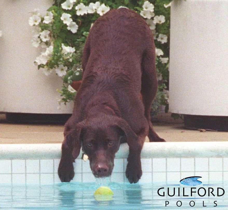 Guilford_Pools's tweet image. Maintenance Monday! Here's a simple quick tip...
Throwing a tennis ball in the pool will soak up all the extra oils from suntan lotion and other chemicals that don't belong. It's ok to leave the tennis ball floating at all times too! #pooltips #pooltricks