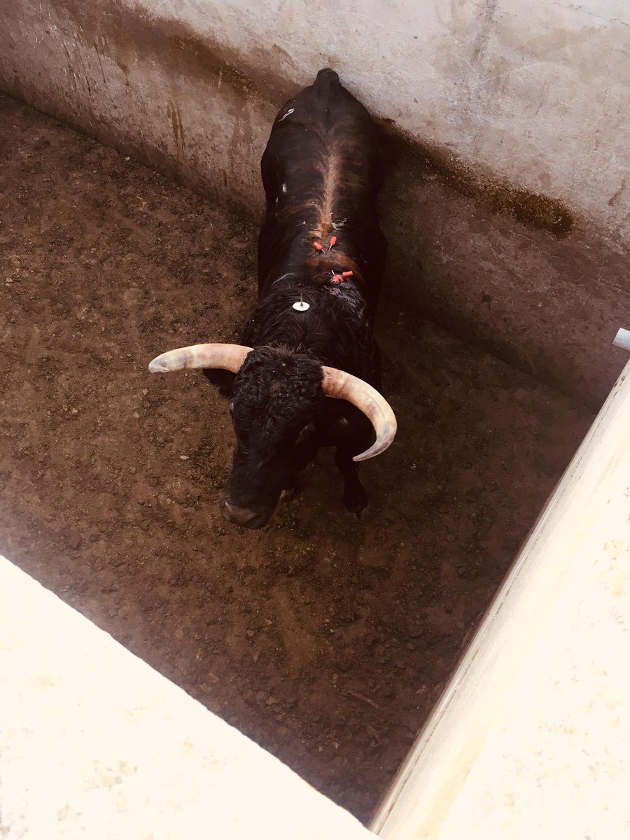 toros_ELPILAR's tweet photo. Alambito, toro de @toros_ELPILAR indultado ayer por @RomanCollado en Parla, de vuelta a casa https://t.co/l6xvVtAJq9