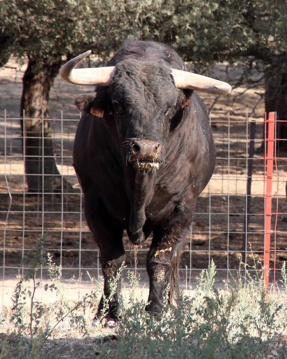 toros_ELPILAR's tweet photo. Alambito, toro de @toros_ELPILAR indultado ayer por @RomanCollado en Parla, de vuelta a casa https://t.co/l6xvVtAJq9