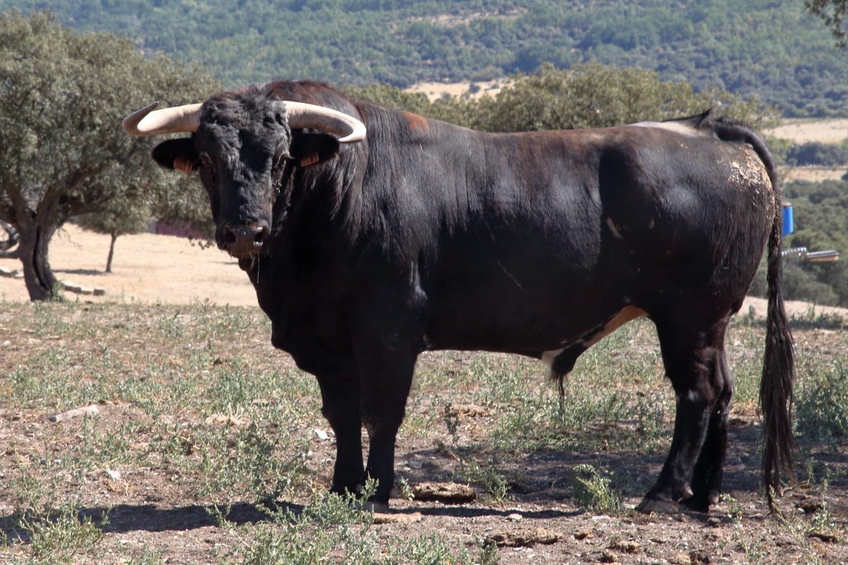 toros_ELPILAR's tweet photo. Alambito, toro de @toros_ELPILAR indultado ayer por @RomanCollado en Parla, de vuelta a casa https://t.co/l6xvVtAJq9