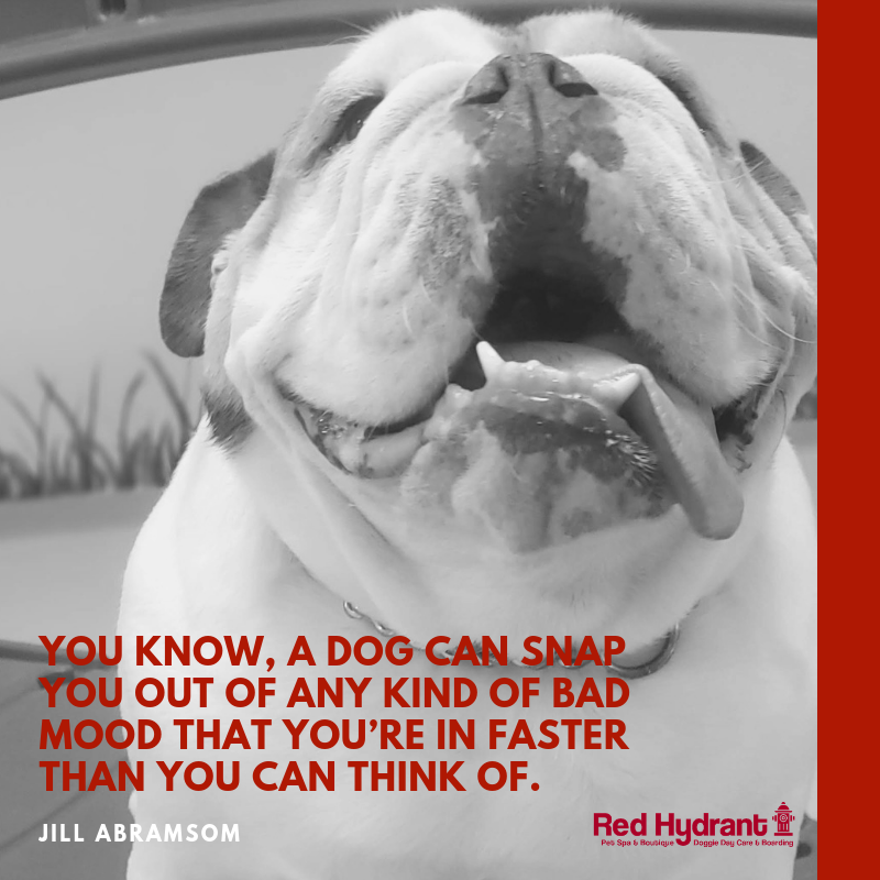 Red_Hydrant_Spa's tweet photo. We totally agree ❤️⁣
⁣
"You know, a dog can snap you out of any kind of bad mood that you’re in faster than you can think of." - Jill Abramson⁣

. . .⁣
#MondayMotivation #Quotes #dogsoftwitter https://t.co/HSl2KHXtua