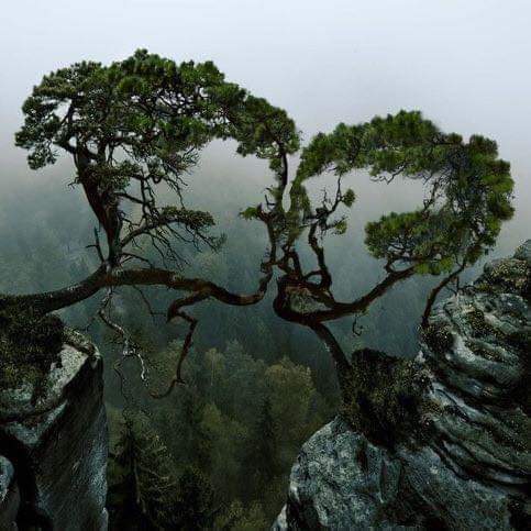 Noneroio tweet media