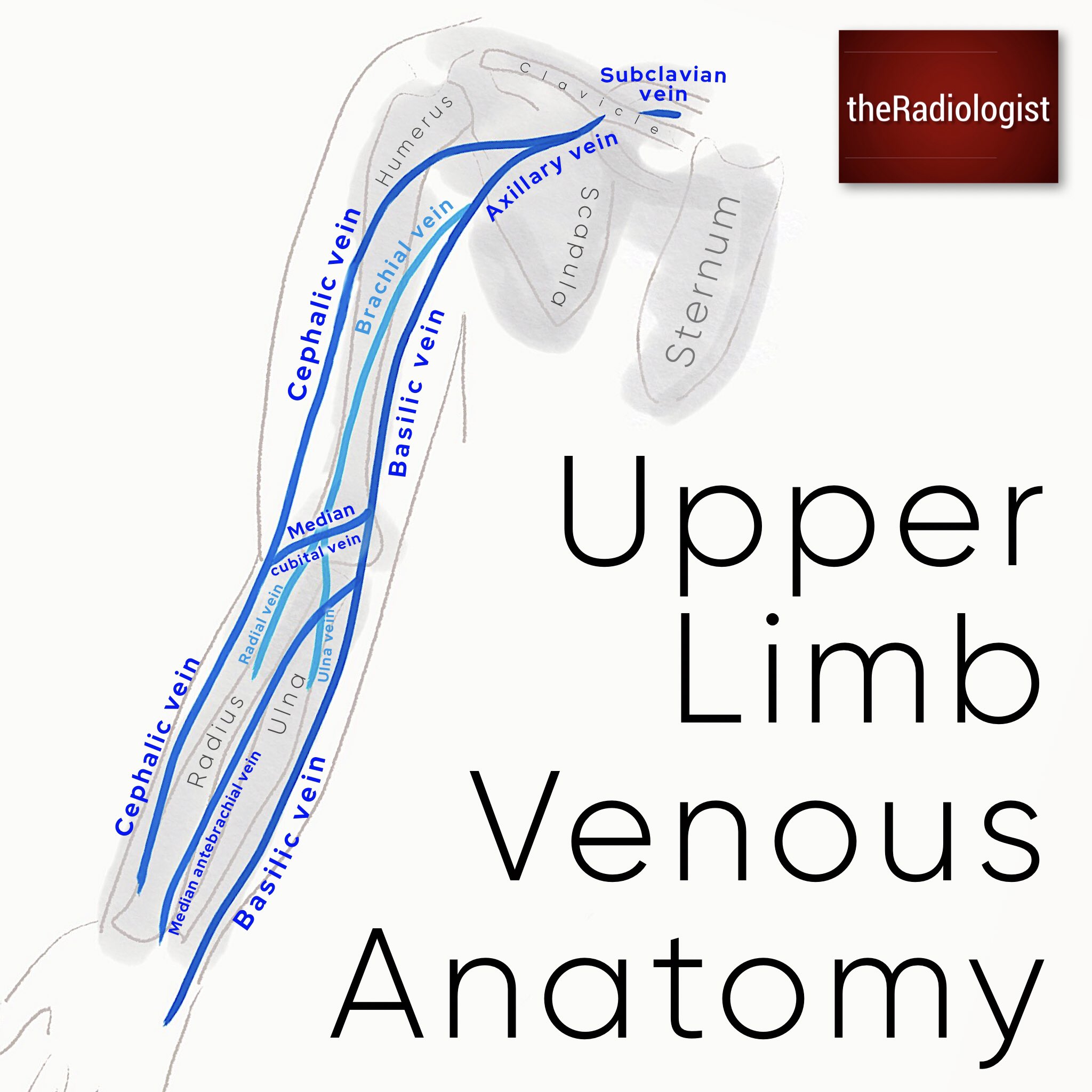 upper extremity vein anatomy