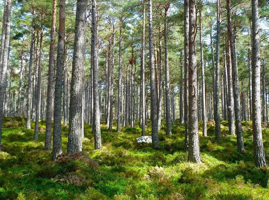 IDEP_France's tweet photo. Forêts et Papiers, des partenaires engagés et responsables : petit déjeuner débat Culture Papier, le 12 septembre (8h30- 10h) Chez Françoise. Inscription obligatoire avant le 10 septembre:Communication@culture-papier.org Gratuits pour les adhérents, journalistes. 20€ extérieurs https://t.co/NujxoZ7c2Z