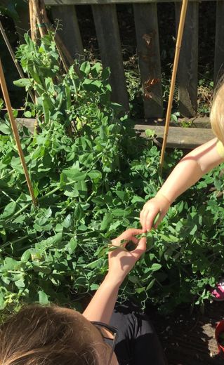 SpringMedmenham's tweet photo. Acorns plants have flourished over the summer, we have enjoyed picking and eating! Strawberries, Sugar snap peas, dwarf beans and spring onions! #HealthyEating #eatbetterstartbetter https://t.co/6UAoPqbcFD
