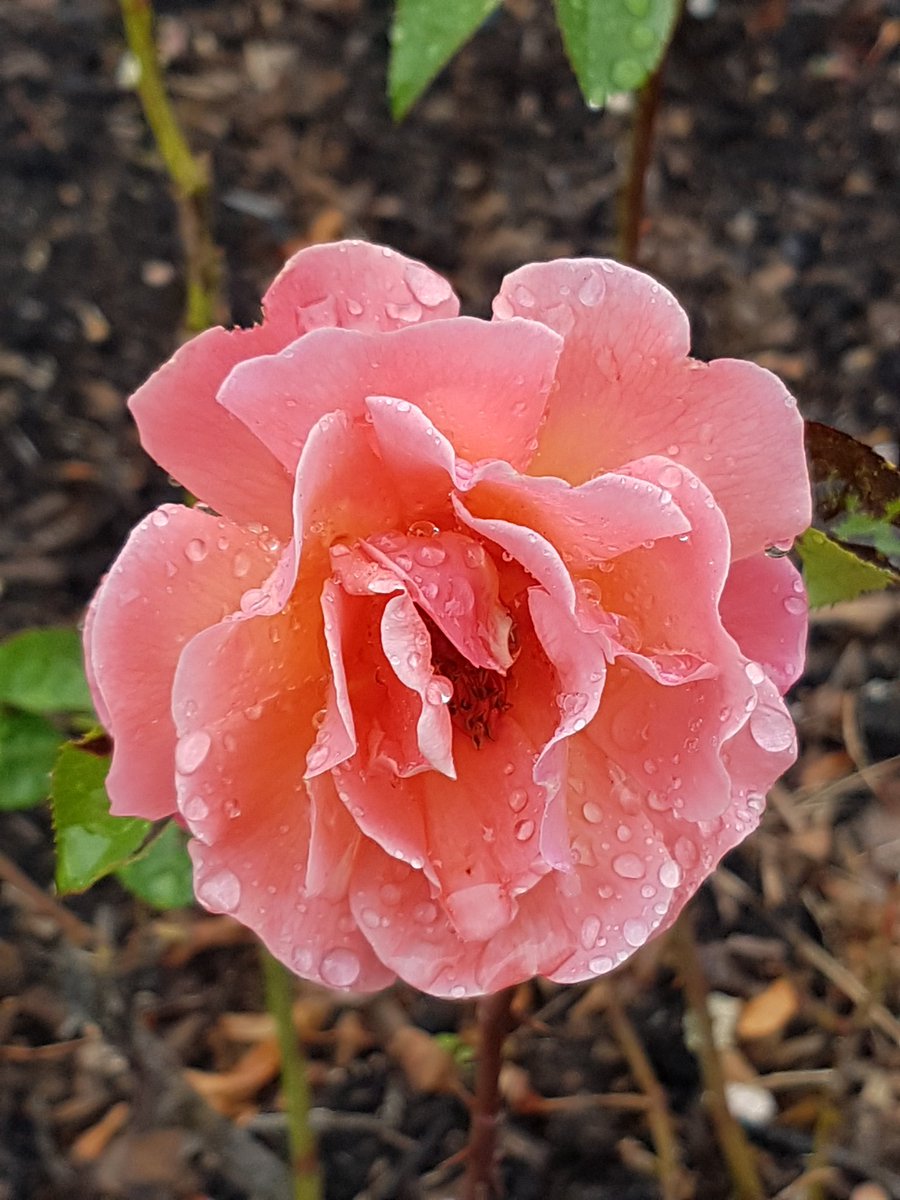 plumb_pud's tweet photo. A lovely 3 mile walk around Greenwich Park in the rain. The roses helped to brighten up a grey Monday. #trektraining https://t.co/XYmMR2xoso