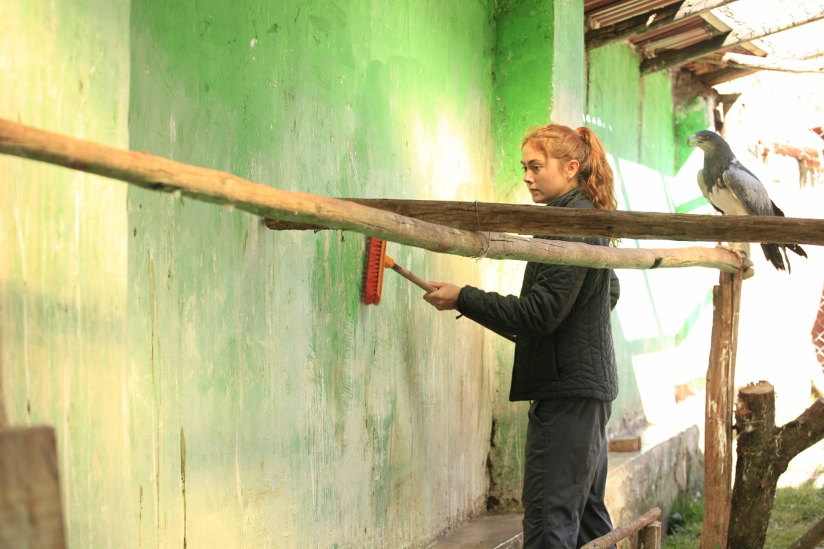 STRIVETrips's tweet image. Nicolette prepping the walls for a new paint job and literally being watched by a hawk!
.
.
.
#strivetrips #striveperu #paintingprojects #watchedlikeahawk #servicework #communityservice #summertrips #summerprograms #travelabroad