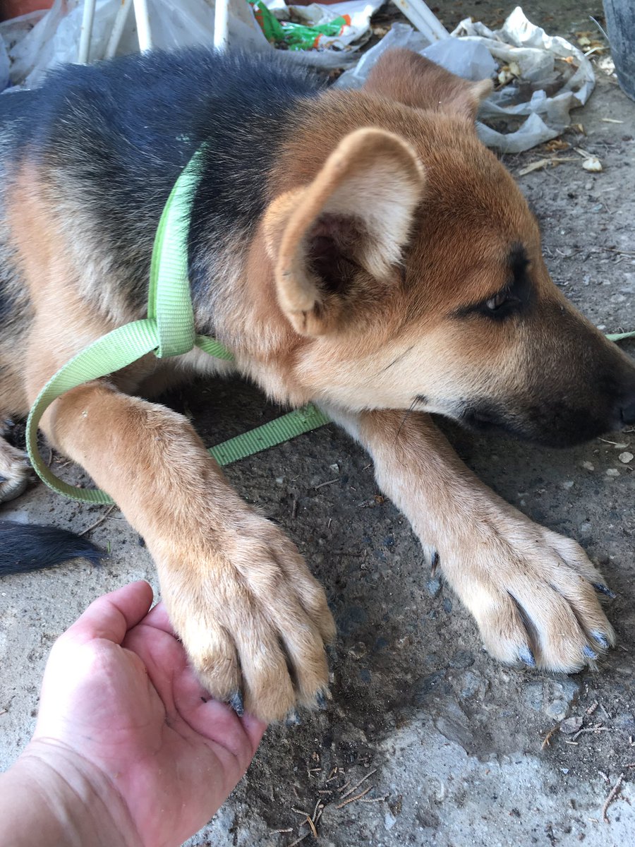 snslsmypnc's tweet photo. @DANIROVIRA 🙏 ayuda a RT. Lo Tiran x la alambrada de mi finca. 
Busco familia para el.
Es P. Alemán ♐️ unos 4 meses, muy asustado sin chip. Ya lo hemos desparasitado inter y externamente. Zona Malaga capital. Contactar por privado. https://t.co/WnpNHnZEfI