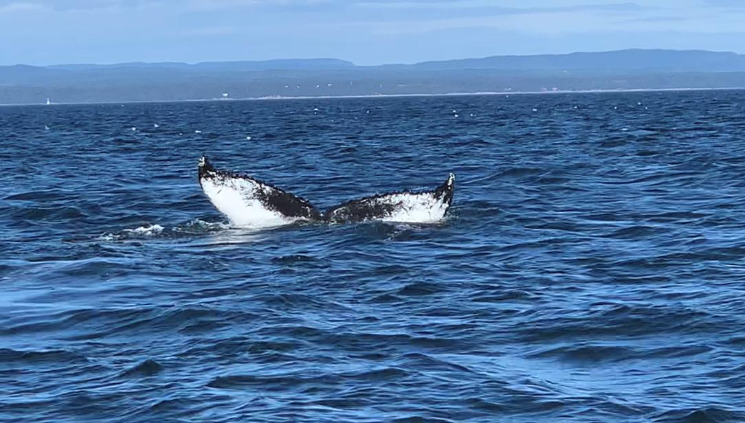 DVanDuinenED's tweet photo. Whale watching is good for the soul! There's nothing quite like it, especially when you're surrounded by Blue, Fin and Humpback whales. I enjoyed every moment out on the water in #Essipit with Croisieres Essipit tours! 🐳😍🐋#quebecgetaways https://t.co/V1gfNbypDM
