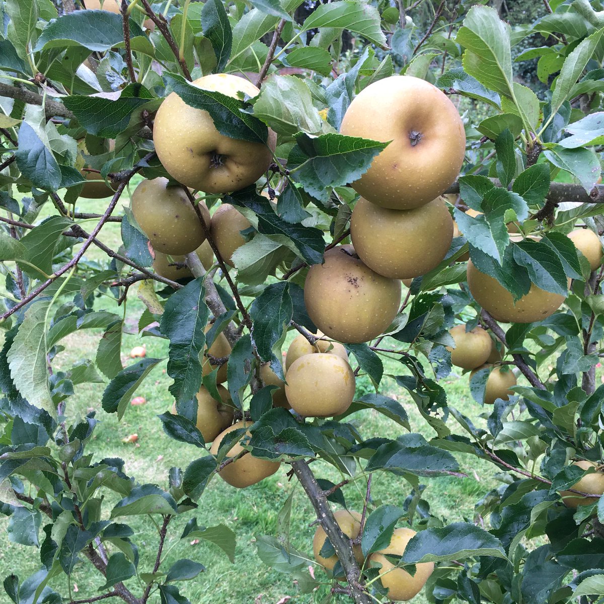 burlinghamopen's tweet photo. Burlingham Apple Day! Sunday October 6th, 10 til 4, free entry, free parking. Morton’s Orchard and Campsite, Main Road Nth Burlingham NR13 4TA
Local apples to try, juicing, identifying, cider, bbq and fabled apple fritters! #appleday #norfolk #whatson https://t.co/gLn8u9wTeB