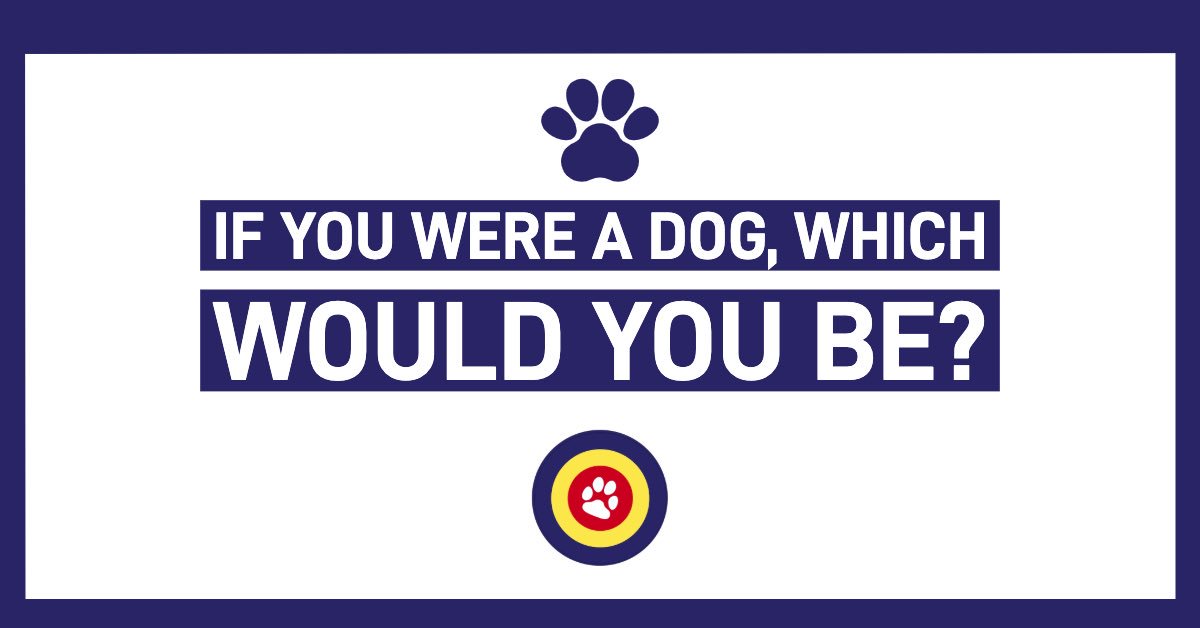 dogsofthemonth's tweet photo. If you were a dog, which breed would you be? 🐾
•
#Manchester #Dogs #Mcrdogs #Manchesterdogs #Liverpool #Leeds #LiverpoolDogs #Leedsdogs #Dogs #Dog #dogoftheday #lovedogs #lovepuppies #doglover #lifewithdogs #awwfeed #pupper #woofer #confidentialsdogofthemonth #mcdoggydog https://t.co/HgTnU6WiPM