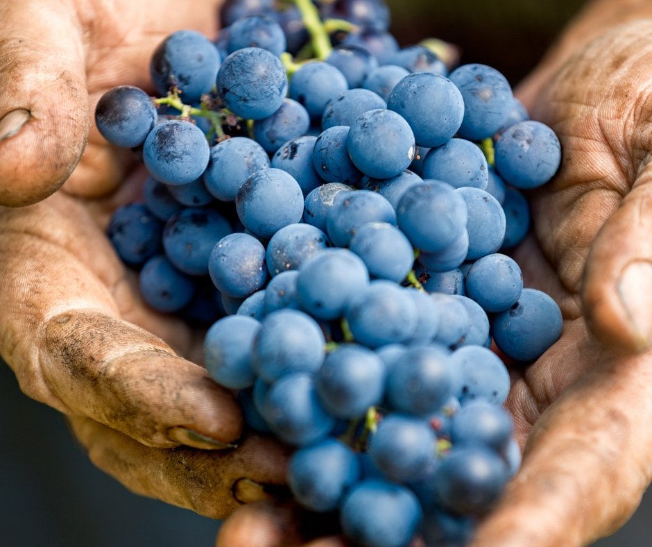winerist tweet media