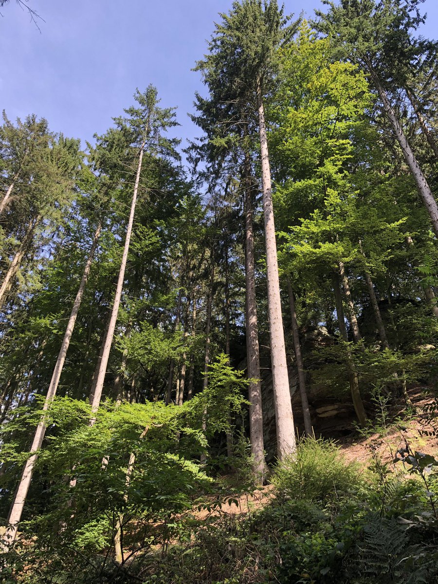 hutson_nigel's tweet photo. We’ve just got back to the @CoachmanCaravan after a wonderfully uplifting walk through the woods next to @Nommerlayen. What a beautiful area of #Luxembourg this is. @candmclub @Media_CAMC @pcaravan https://t.co/Ms9v4u6poi