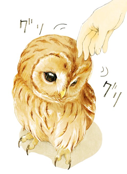 ㅤ🦉  三   🦉  三  🦉
///        \\\
 🦉  \( `ᾥ' )/     🦉 
\\\   \  \    ///
  🦉 三   🦉  三   🦉
あーっ!お客様!困ります!あーっ!あっ!そんなにもふもふな上くりくりおめめで見つめられたらフクロウの事しか考えられなくなりますーっ
#あーっお客様 