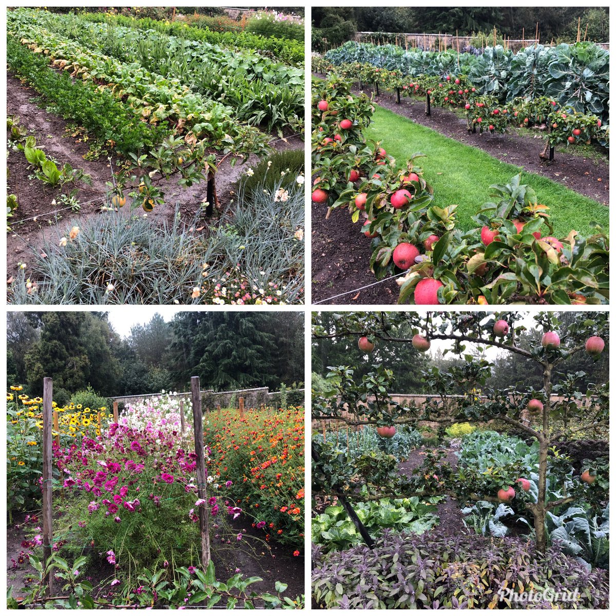 Susan (@susaninba1) on Twitter photo Superb kitchen garden <a href="/GravetyeManor/">Gravetye Manor</a> where <a href="/GeorgeBlogg/">George Blogg</a> cooks the most delicious food Superb kitchen garden <a href="/GravetyeManor/">Gravetye Manor</a> where <a href="/GeorgeBlogg/">George Blogg</a> cooks the most delicious food