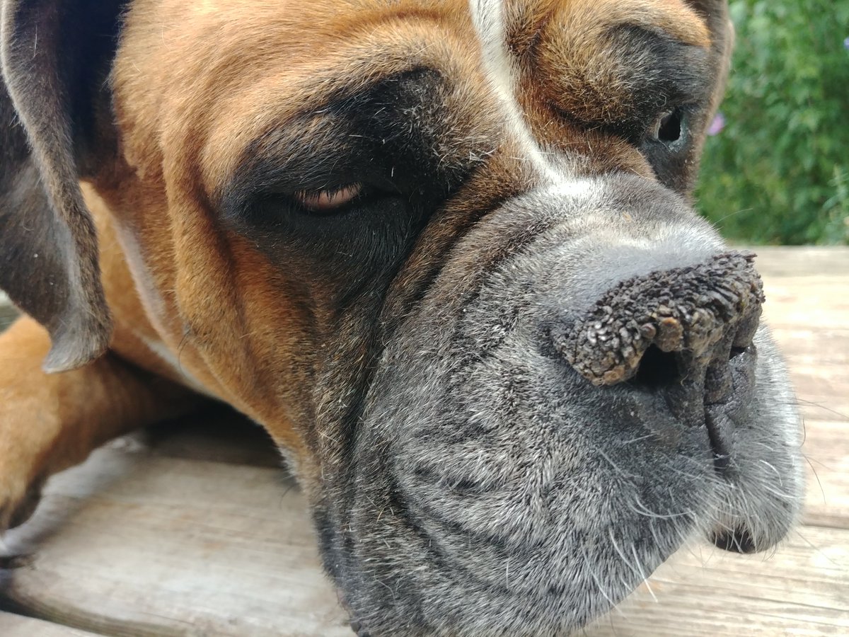 TheDogModel's tweet image. Everyone always posts their #puppylove photos, or their #PuppyVideos ...

As puppies age &amp;amp; grow old, we can never forget they are our best fur friends forever.

What it means to be an old dog.

olddogs238309387.wordpress.com/2019/09/09/nev……

#aging 
#older 
#animallovers 
#doglovers 
#dogmom