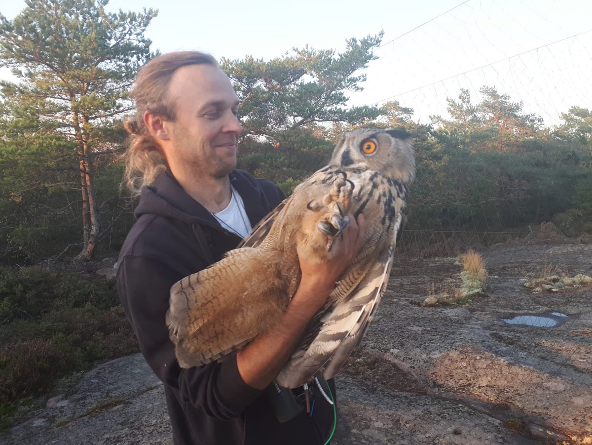 Wow! Just wow! Just arrived and mist-nets open only for two hours at #hankobirdobservatory and #eagleowl trapped! #birdringing #birdbanding #halias #birdmonitoring #birdobservatory @Tringa_ry #birdingforscience #birding #bubobubo