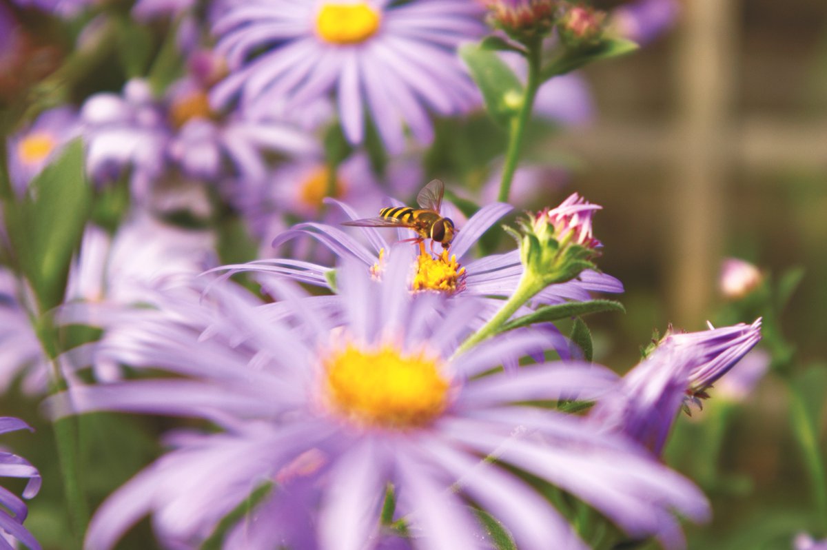 buzzandflutter's tweet photo. Well this certainly wasn't taken this evening! π§
Enjoy anyway!
#letscreateabuzz #wildlifegardening #wildlifephotography https://t.co/ja7fQzwitu